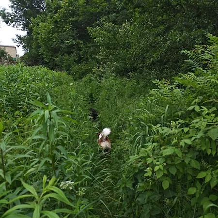 Habitación en casa particular Bramka Do Lasu *