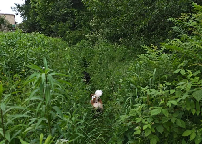 홈스테이 Bramka Do Lasu *